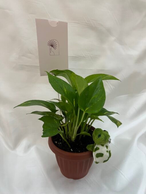 Turtle Plant