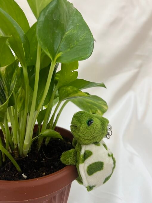 Turtle Plant - Image 2